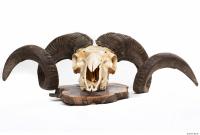 mouflon skull 0011